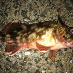 イワシの群れ？