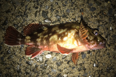 イワシの群れ？