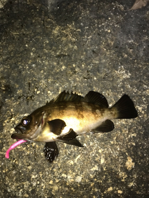 雨の前にメバリング