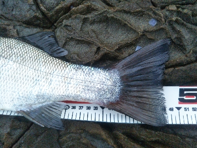 地磯でヒラスズキ