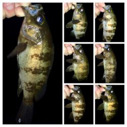 アジング成立も