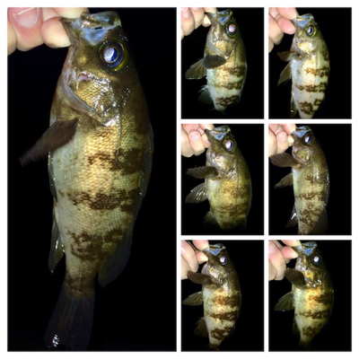 アジング成立も