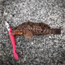 根魚モード（笑）