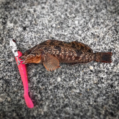 根魚モード（笑）