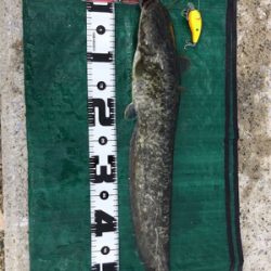 濁り川でデイナマ