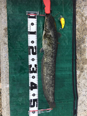 濁り川でデイナマ