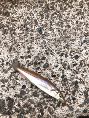 雨上がりのキス