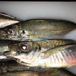 時合いを待って、中アジ大量♪