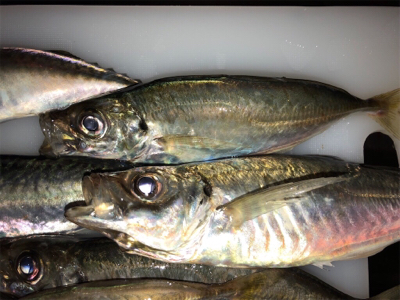 時合いを待って、中アジ大量♪