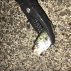 ナイトアジング