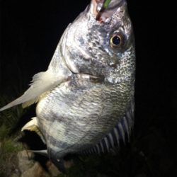 淀川ブリームゲーム ボラの大群が一斉にジャンプ？