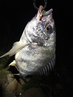 淀川ブリームゲーム ボラの大群が一斉にジャンプ？