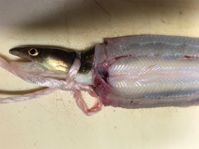 アナゴ釣り
