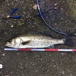 ライザーベイト最高！