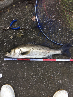 ライザーベイト最高！