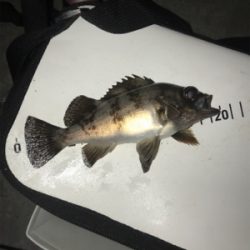 ライトゲーム去年とは違う?