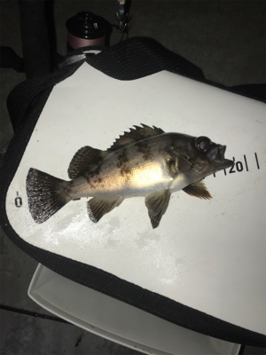 ライトゲーム去年とは違う?