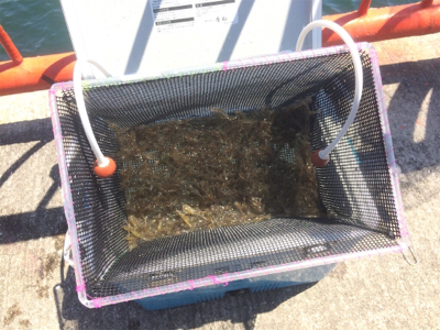 水潮だとこんなもん?