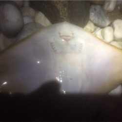 メバルワールドカップ