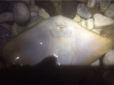 メバルワールドカップ