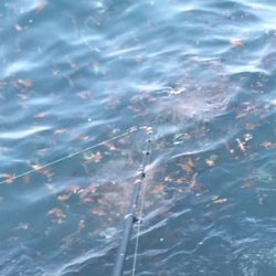 アジだらけ!福井 越前海岸 地磯フカセ夜釣り