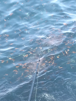 アジだらけ!福井 越前海岸 地磯フカセ夜釣り