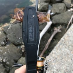 NO.11 朝のアジング