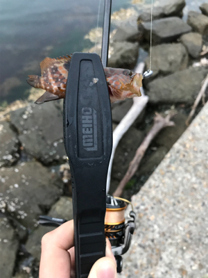 NO.11 朝のアジング