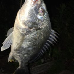 淀川ブリームゲーム 川の流れを制する