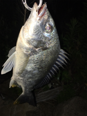 淀川ブリームゲーム 川の流れを制する