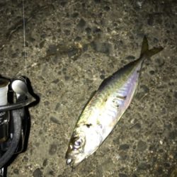 初ギガ‼︎……?(釣行 其の弐拾七)