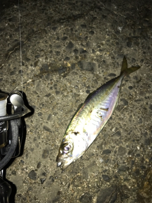 初ギガ‼︎……?(釣行 其の弐拾七)