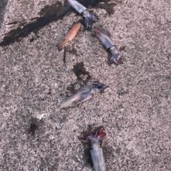 狙い勝ちの大爆釣