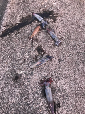 狙い勝ちの大爆釣