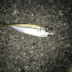 ナイトアジング