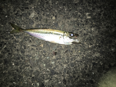 ナイトアジング