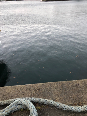 カマス釣れました