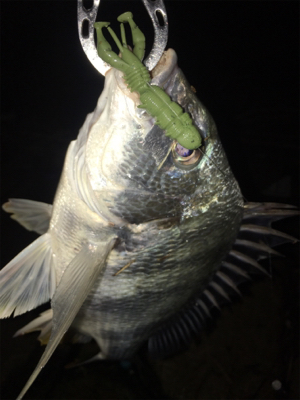 淀川ブリームゲーム 食い渋る際の対処法