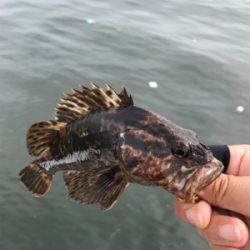 ロックフィッシュの癒し