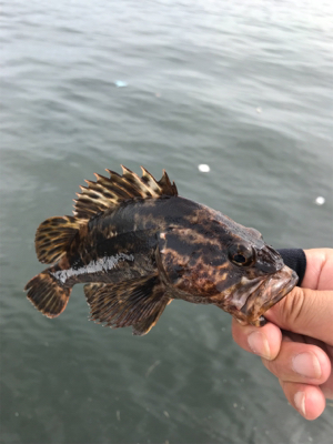 ロックフィッシュの癒し