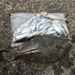 今期初キス&20年ぶりカレイ