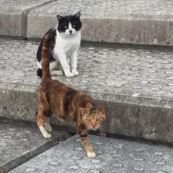 鰤くんゲットん