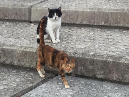 鰤くんゲットん