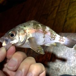 下蒲刈島のアジ・メバル