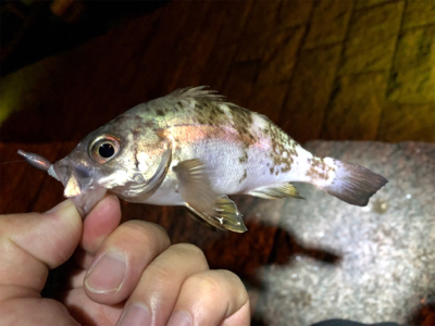 下蒲刈島のアジ・メバル