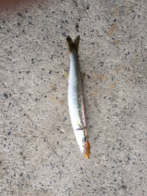 カマス釣れました