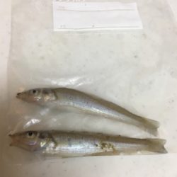 キス投げ釣りデビュー戦！