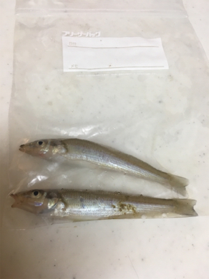 キス投げ釣りデビュー戦！