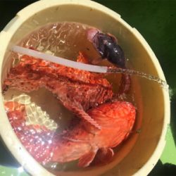 スルメイカ、オニカサゴ のリレー船