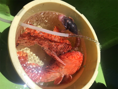 スルメイカ、オニカサゴ のリレー船